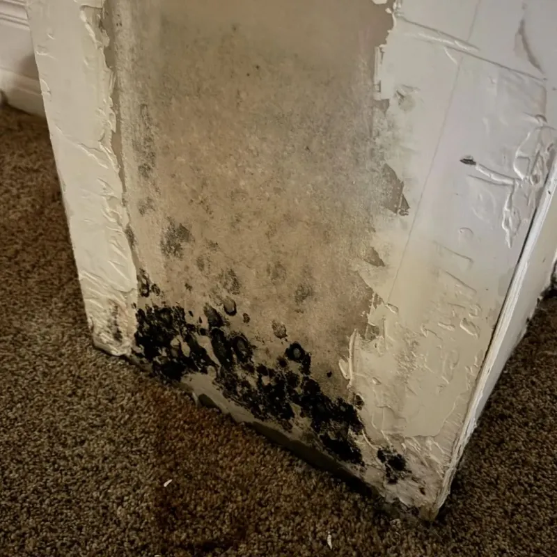 Professional Mold Removal in Richmond, UT